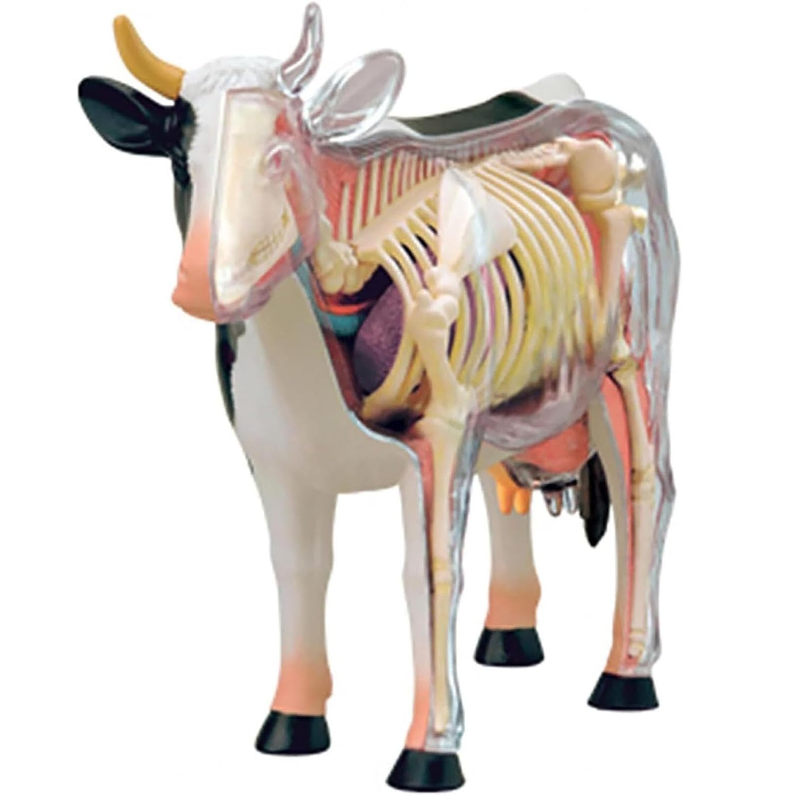 JINLEXIU 4D Cow Anatomy Model-Detachable Biology, 29 Parts Animal Skeleton Specimen for Pet Clinic Veterinary TrainingSchool Teaching Demonstration