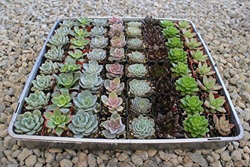 Jiimz 40 Succulent Rosette Collection