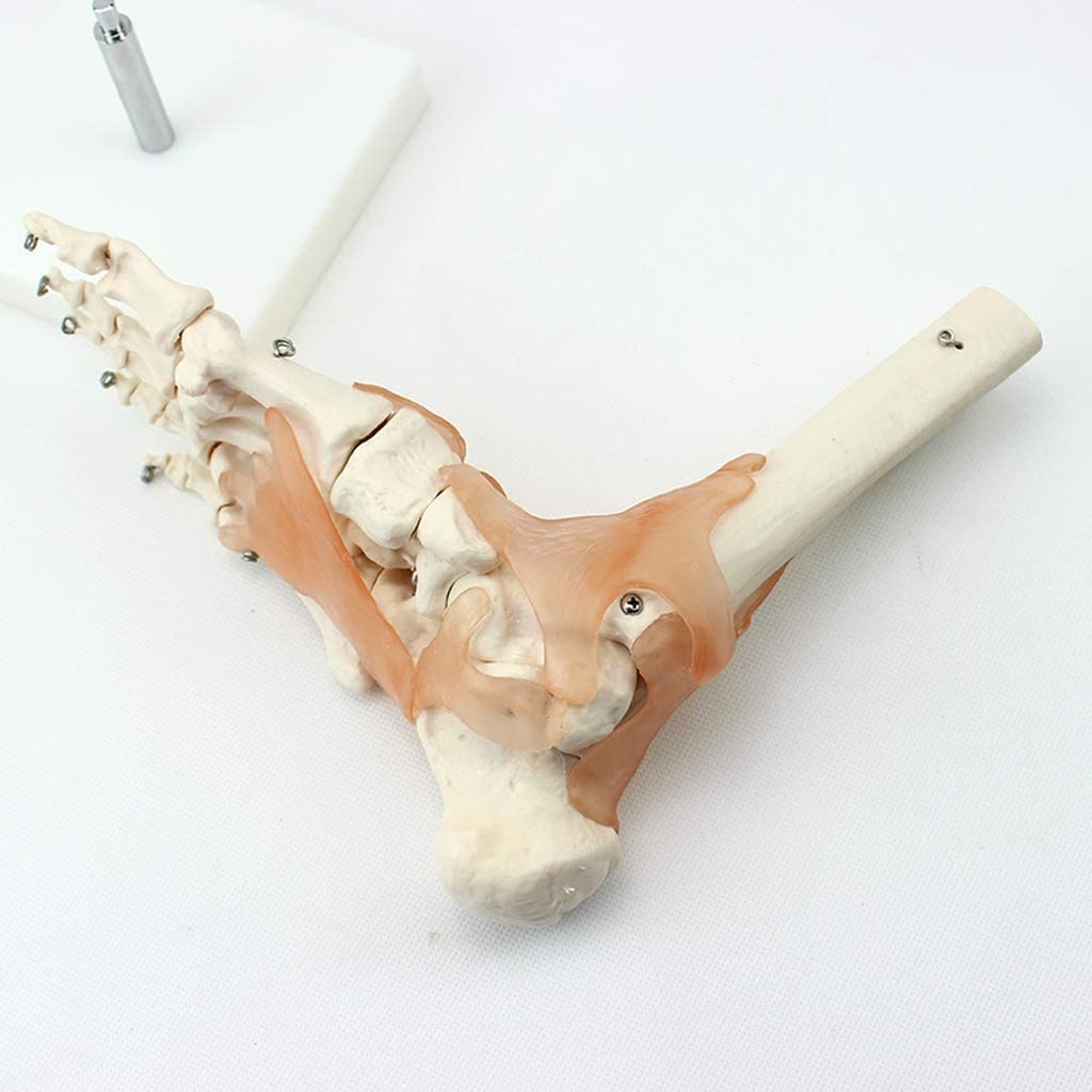 Cheville Humaine avec des Rubans Anatomical Modèle Vie Anatomie Taille De L'Aide À L'Éducation Médicale Humaine, Les Modèles Médicaux Et Matériels Didactiques