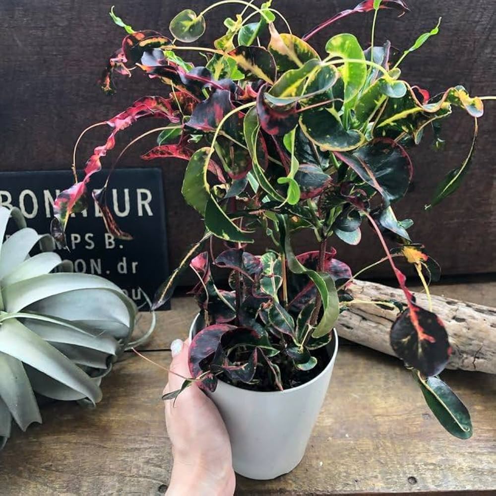 【大型♥3株】クロトン トビハ 飛び葉 Amazon｜トビハ クロトン 飛び葉 希少 クロトン 観葉植物