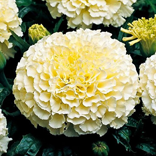E Garden Marigold F2 Dwarf Double White