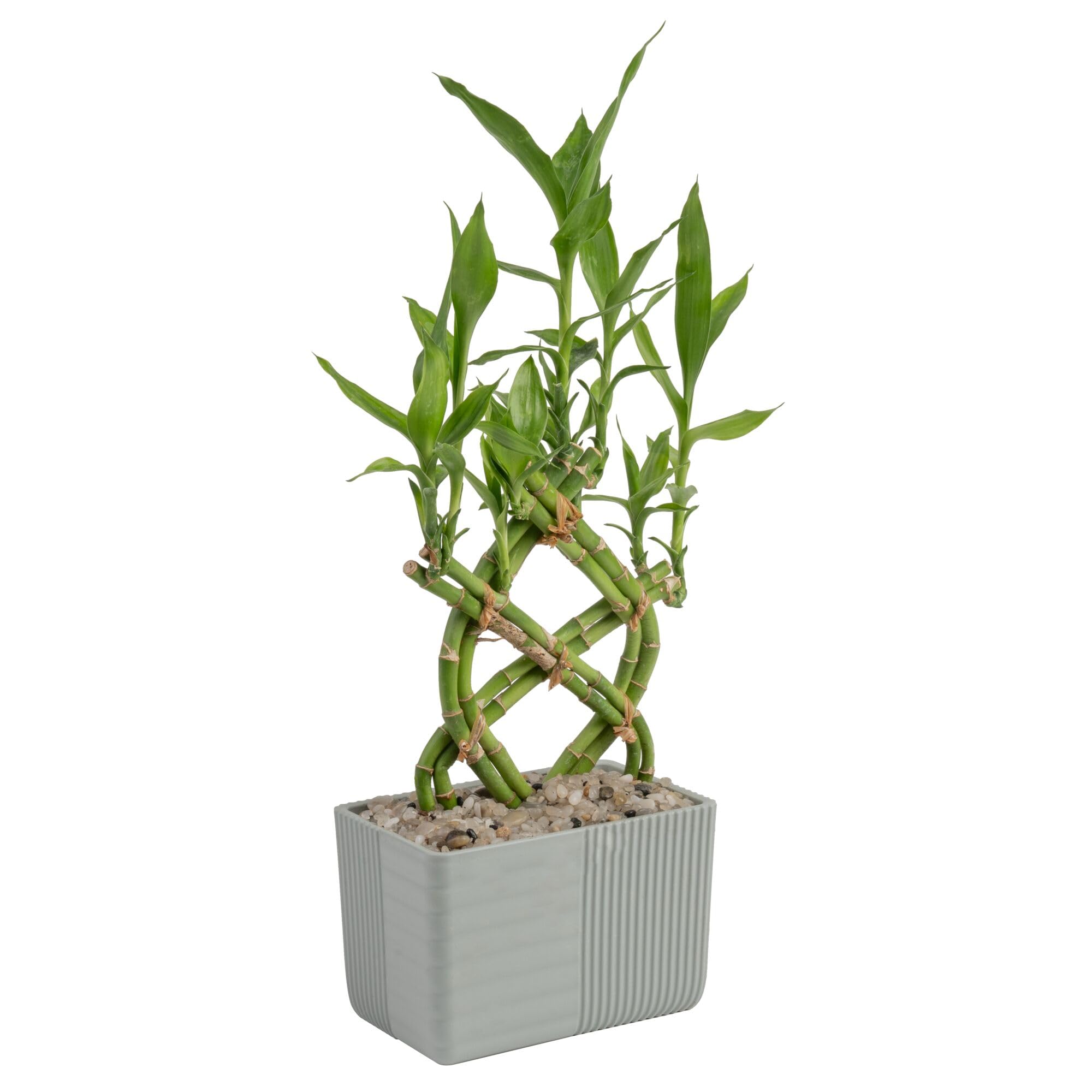 Costa Farms Lucky Bamboo Plant, Easy to Grow Live Houseplant in Indoor Bamboo Pot, Potting Mix, Grower's Choice, Birthday Gift, Home, Office, Plant Shelf Zen Room Decor, 12-Inches Tall