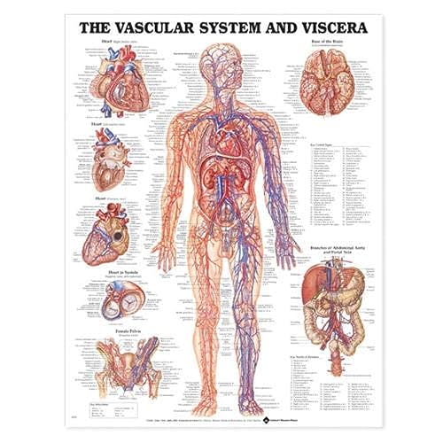 The Vascular System and Viscera Anatomical Chart Paper Unmounted