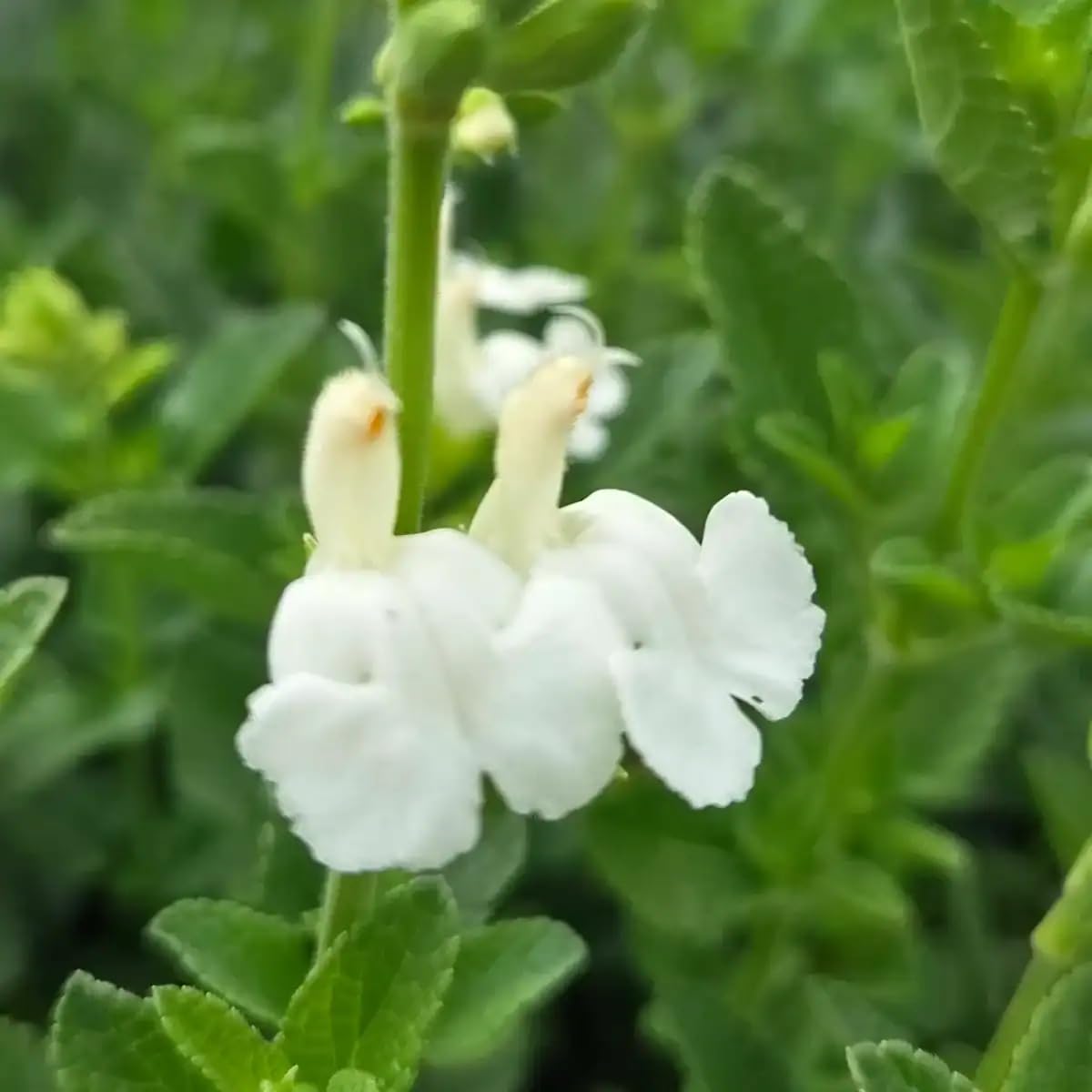 Salvia 'Chalk White' | Salvia that is Ready to Plant Out | Comes Back Every Year Hardy | Flowers from Summer to Autumn Loved by Bees | Middleton Nurseries (3 X P9(9cm))