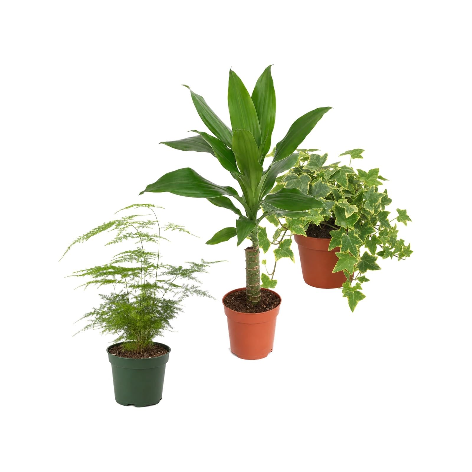 DECOALIVE Pack 3 Plantas Naturales para Ampliar la Colección Botánica