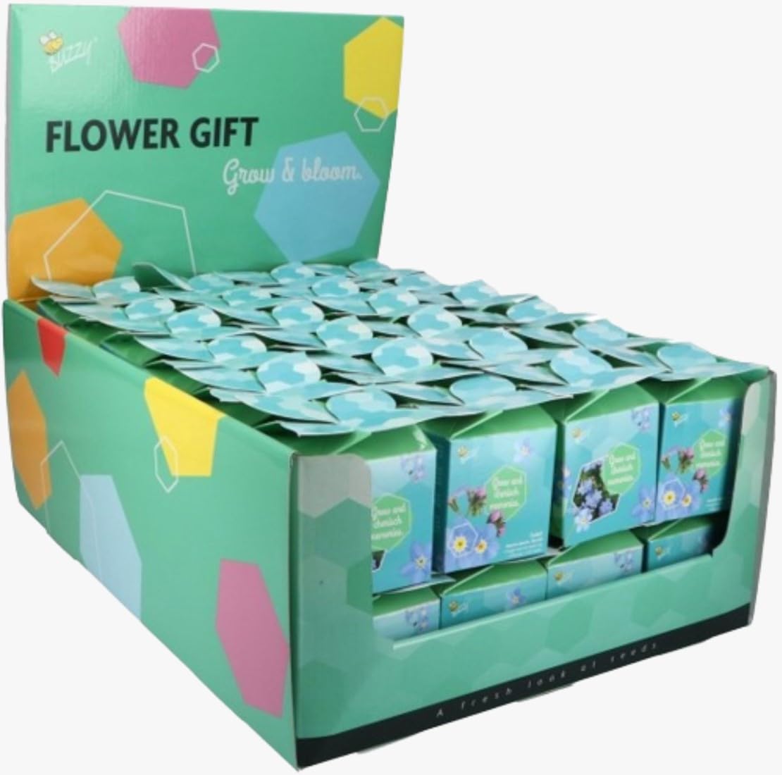 Buzzy Flower Seeds Nontiscordardimé (Myosotis) - Confezione Regalo Display 48 Pezzi - Semi Fiori Blu Primaverili