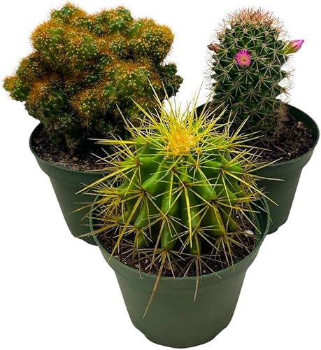 BubbleBlooms Surtido de cactus, juego de 3 de 4 pulgadas, variedad de cactus más popular