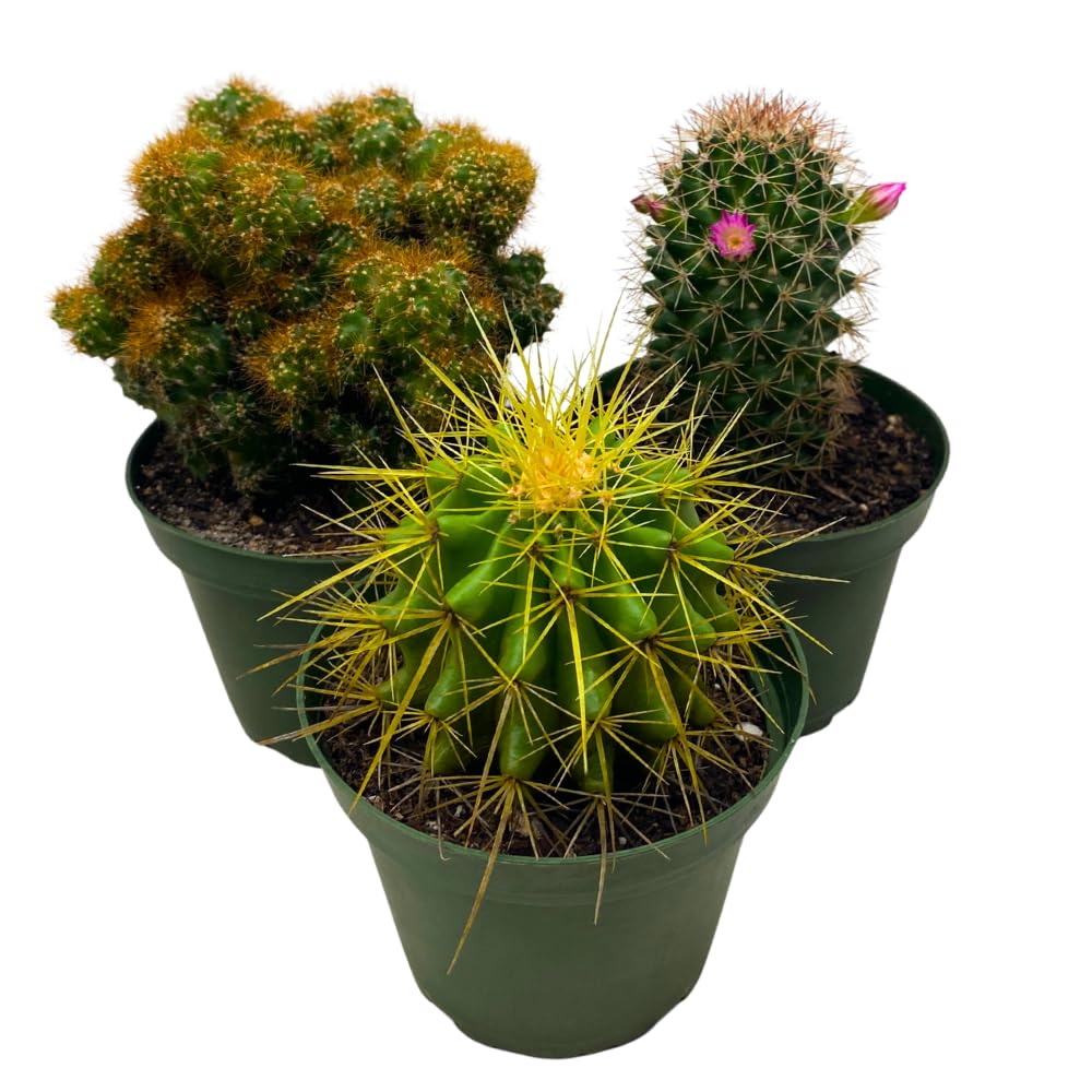 限定】HABITAT POT Valiem x COOL CACTUS 【公式通販】