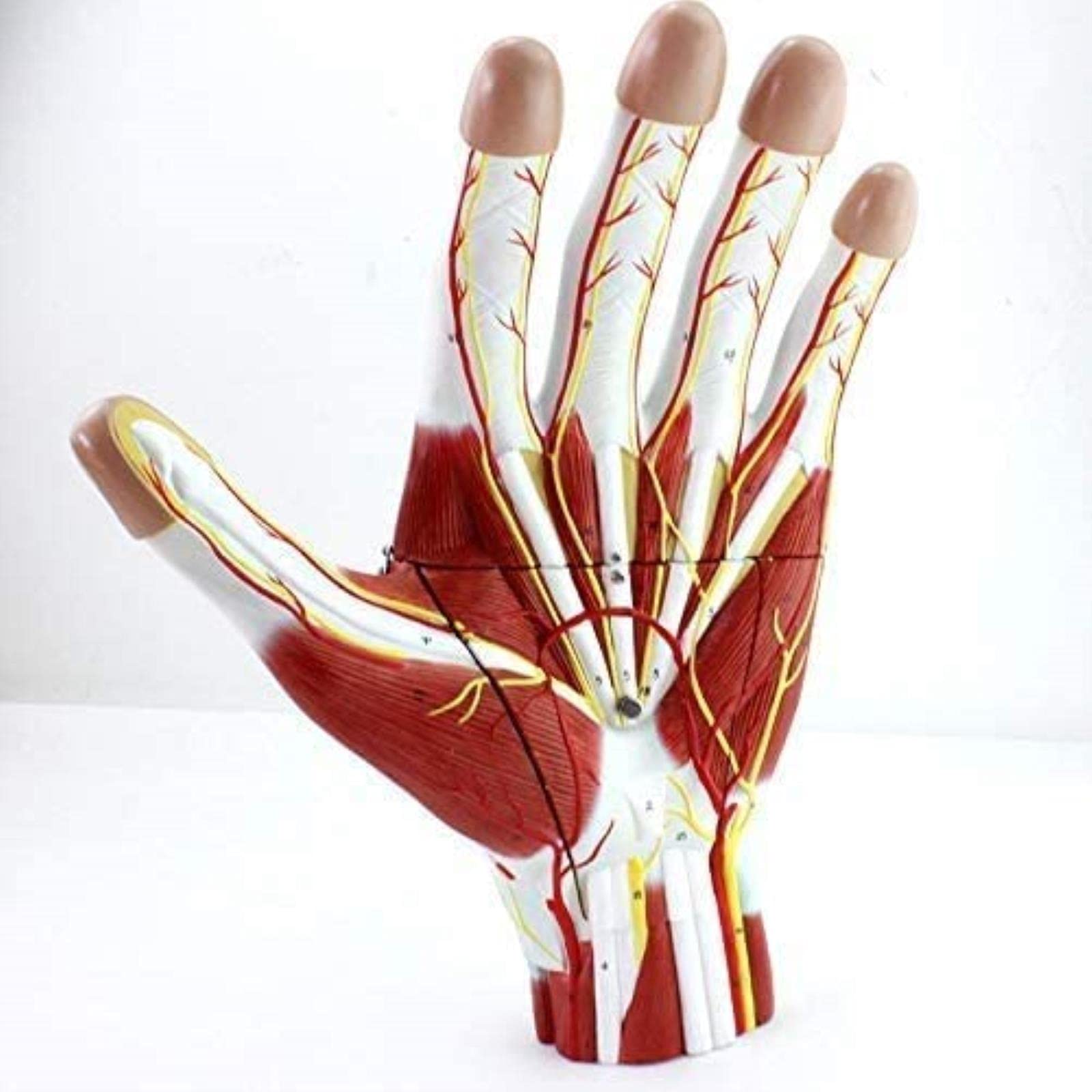 Buy Education Model Of Human Hand, Model Of Anatomy Of The Hand With