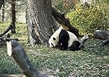 HistoricalFindings Photo: Smithsonian Institution's National Zoo,Washington,DC,Giant Panda,Highsmith,1