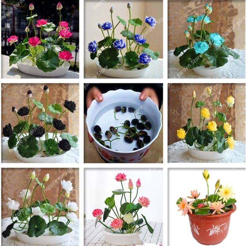 Hudgle Water Lily Flower Seeds (Pack Of 20 Seeds) - All Mix Colors… Growing Lotus Brings Positive Vibrations According To Vaastu Shastra…2023_hudgle_1 (B0BJXS9Q8G) Amazon Price History, Amazon Price Tracker