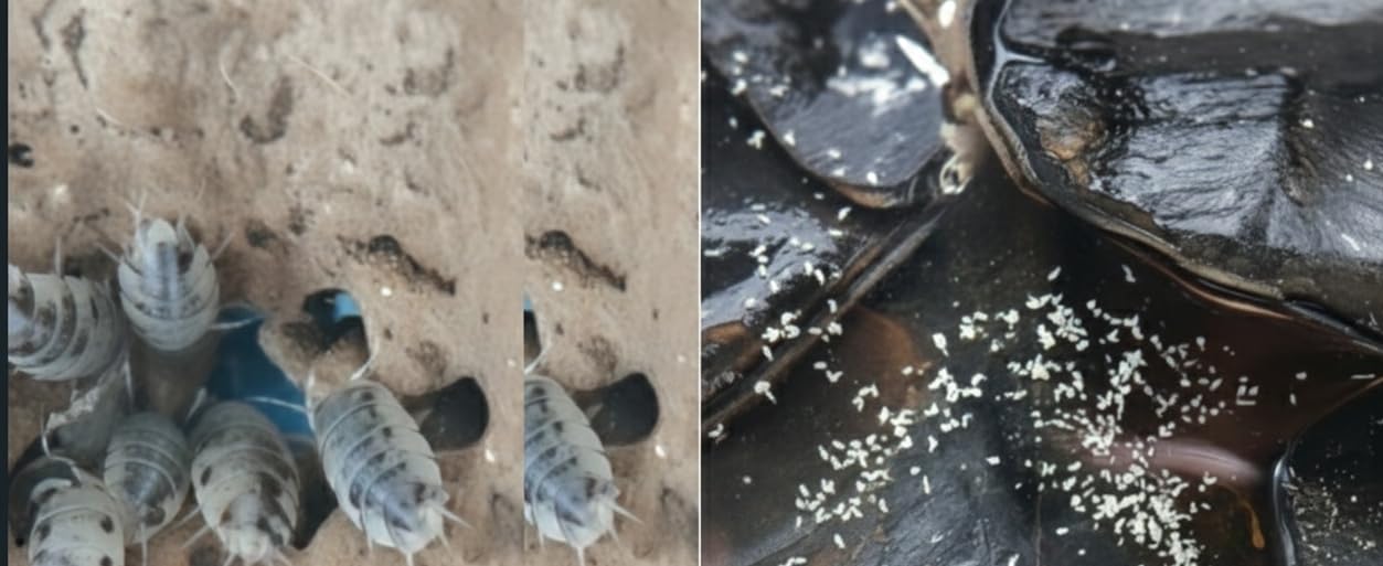 Live Combo Pack -15 Pack of Dairy Cow Isopods and Springtail Culture. Cleanup Crew, Bioactive, Reptiles and Amphibians