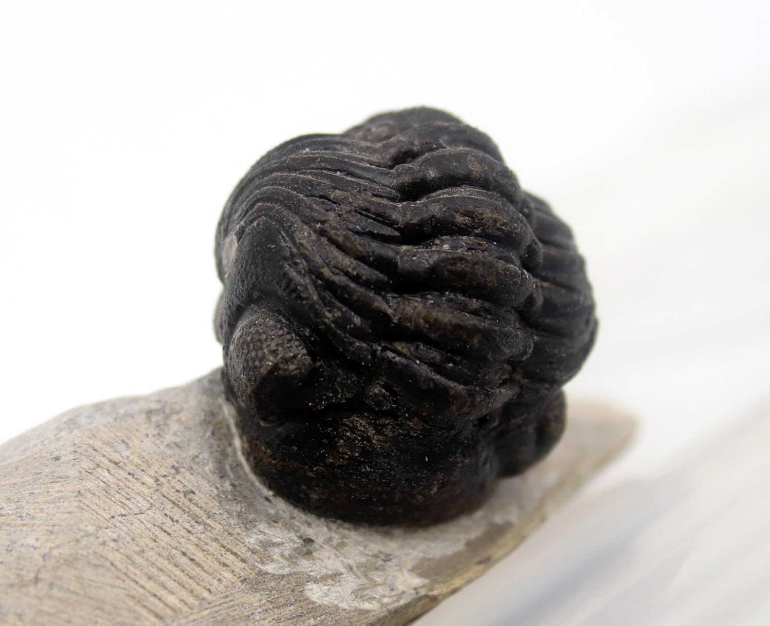 Hollardops & Phacops Trilobite Fossils Morocco #18324