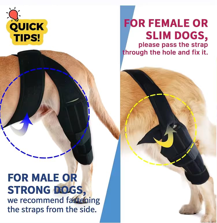 Image of Dog Leg Braces, Dog Knee Brace, Dog Hip Brace, Cruciate Care Knee Brace for Dogs (Small)