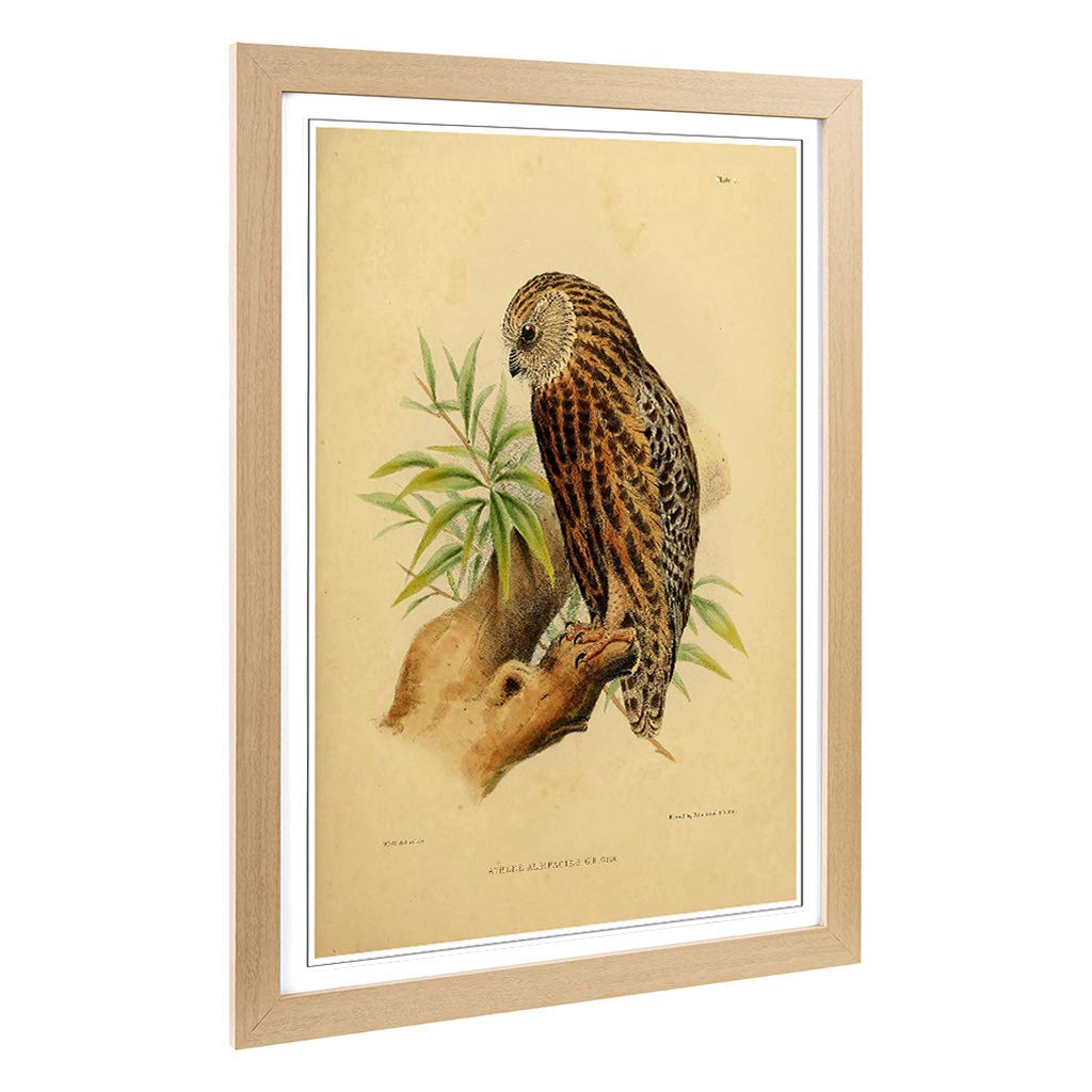 Big Box Art Framed Print of Vintage Joseph Wolf Laughing Owl Design | Wall Art Picture | Home Decor for Kitchen, Living Room, Bedroom, Hallway, Oak, A2 / 24.5x18 Inch / 62x45cm