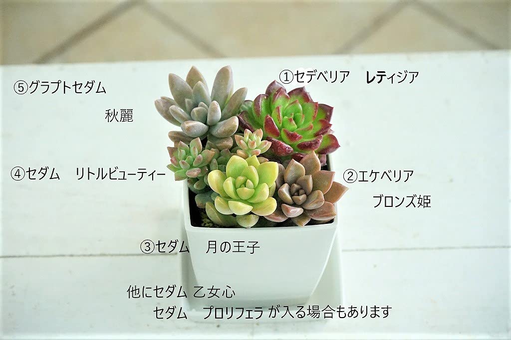 このまま発送プロリフェラ このまま発送プロリフェラ