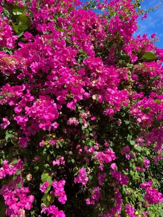 Image of live plants (PINK BOUGAINVELLIA)