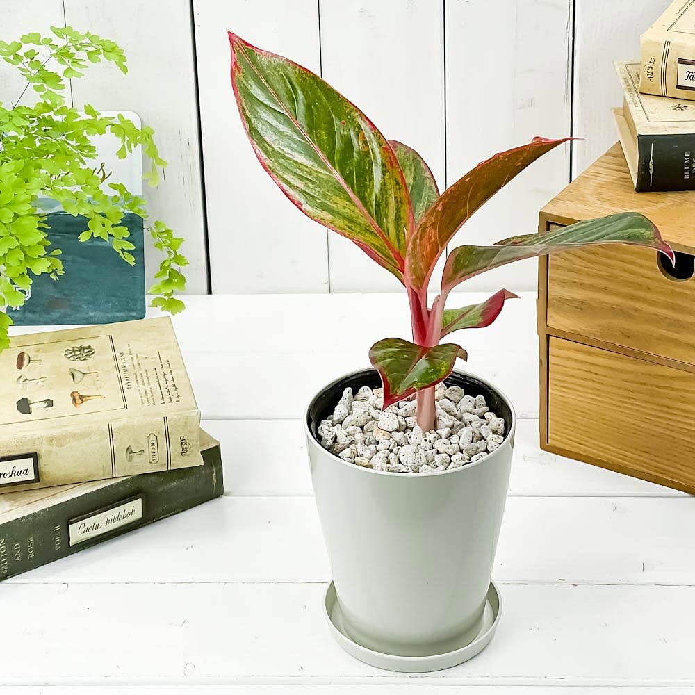 アグラオネマ　月光 スパティフィラム 月光 | 希少植物の販売 アグラオネマ専門販売
