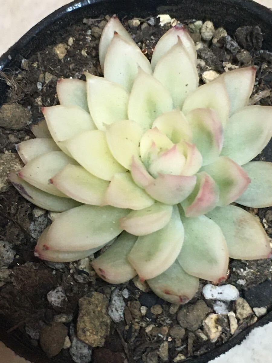 女雛錦 抜き苗 虫食いあり 【公式通販】