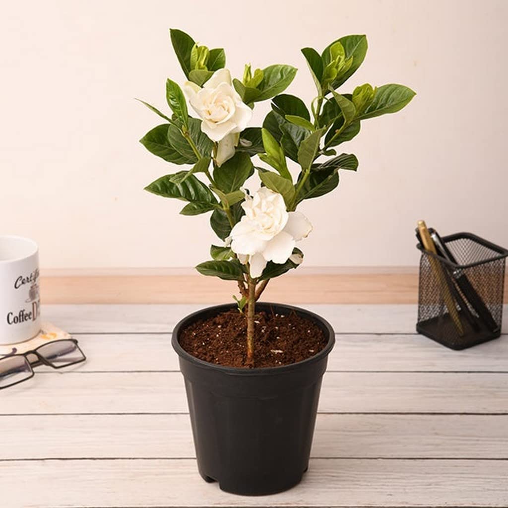 OhhSome Gardenia Rare Gardenia/Cape Jasmine Gandharaj Live Flower Plant(1 In Polybag) (Healthy Plant) (B09QT3BX7V) Amazon Price History, Amazon Price Tracker