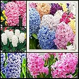 Uno de los bulbos más fragantes y famosos de las plantas con flores.