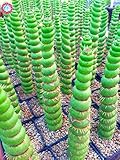 cactus espiral chile Cantidad del paquete del artículo: 1