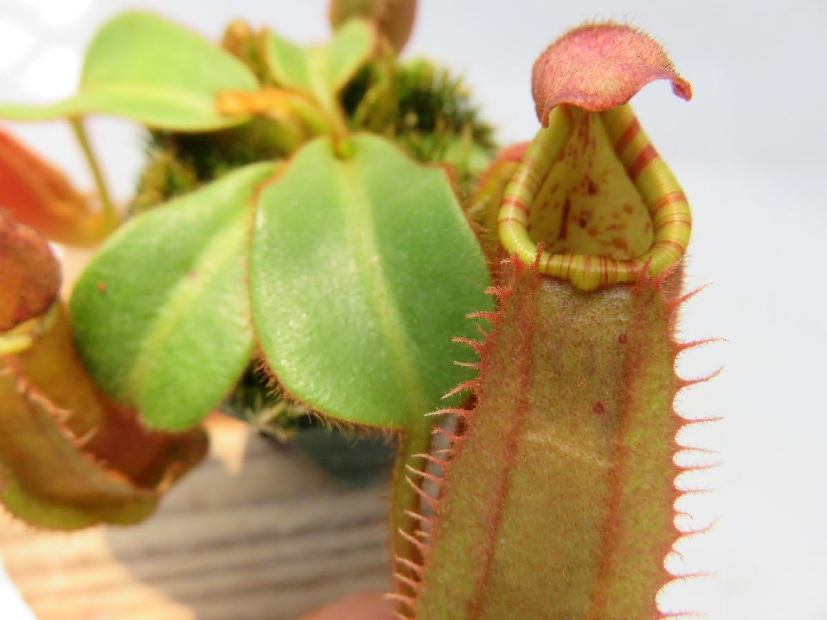 Amazon.co.jp: N.veitchii bario seed Grown (BE-3646) × N