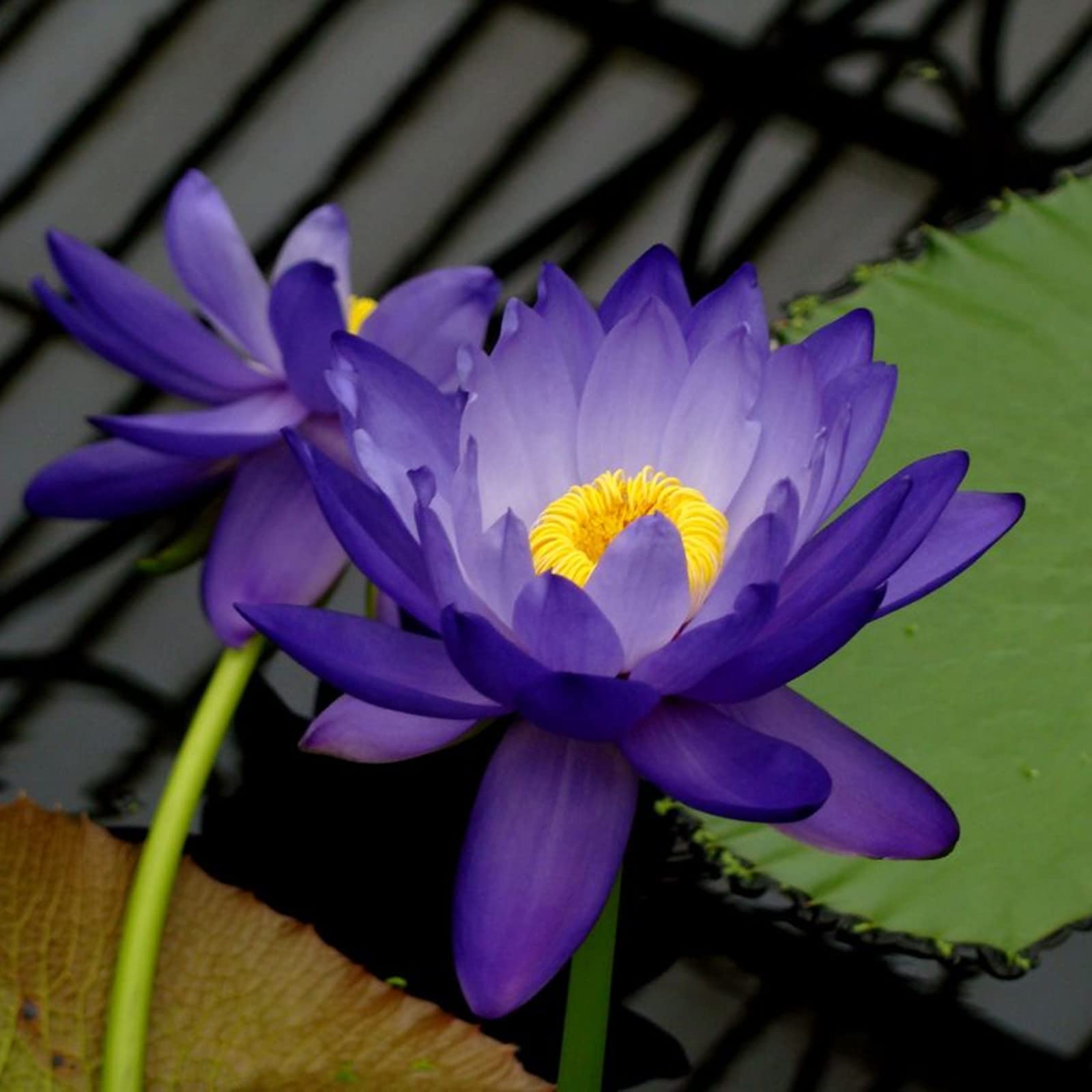 Lotus, RaritäT Mehrfarbige, SeerosenRhizome, Dauerblüher, Mehrfarbig Ertragreicherg. Sehr Exklusiv, Magic of Nature, Winterhart Rhizome, 60pcs-e