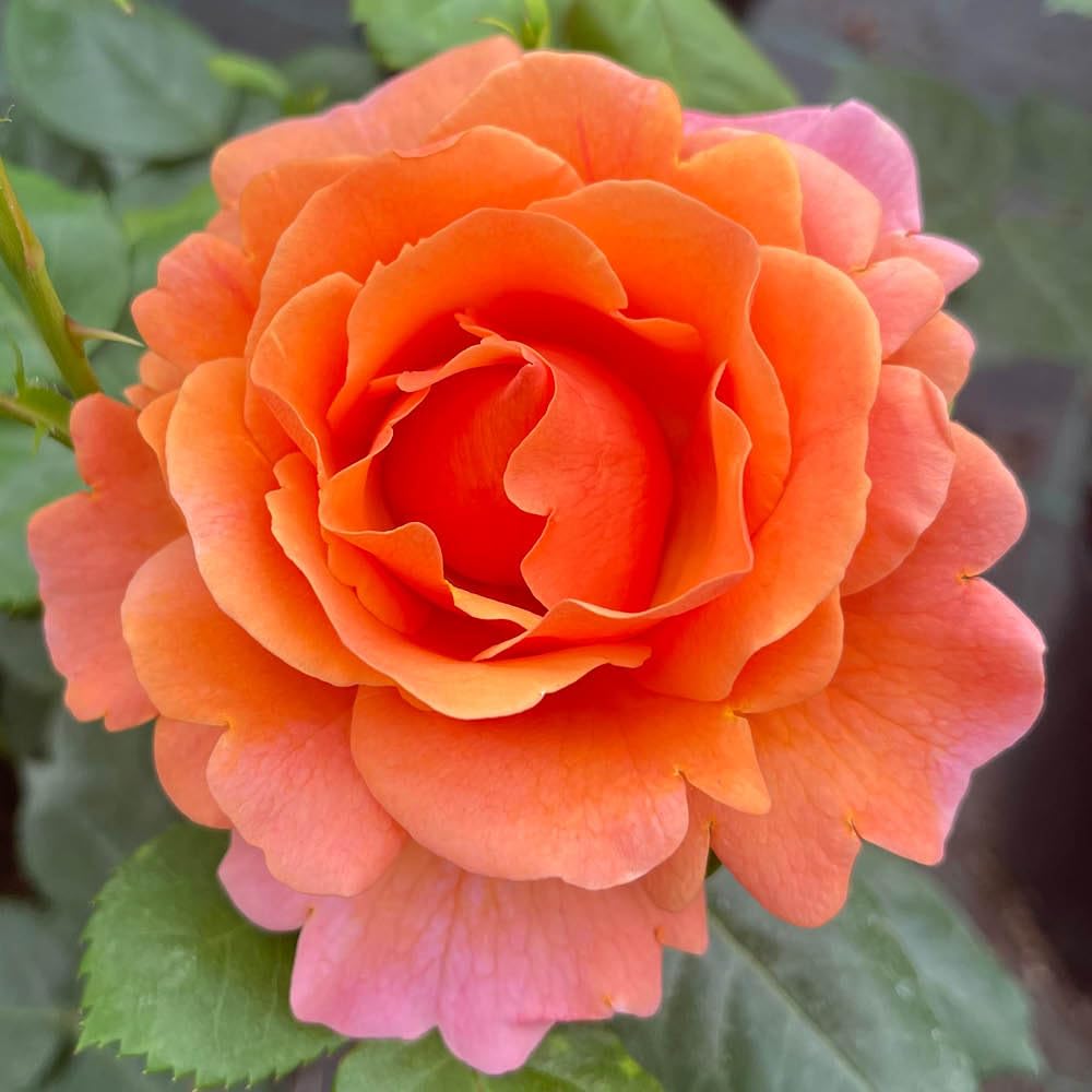 YouGarden Harkness Roses Easy Does It Rose ®, 4 Litre Potted