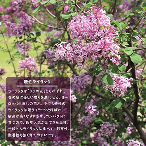Amazon.co.jp: 四季咲き 姫ライラック 【ペンダ】 ポット苗 登録 Amazon.co.jp: 四季咲き 姫ライラック 【ペンダ】 ポット苗 登録