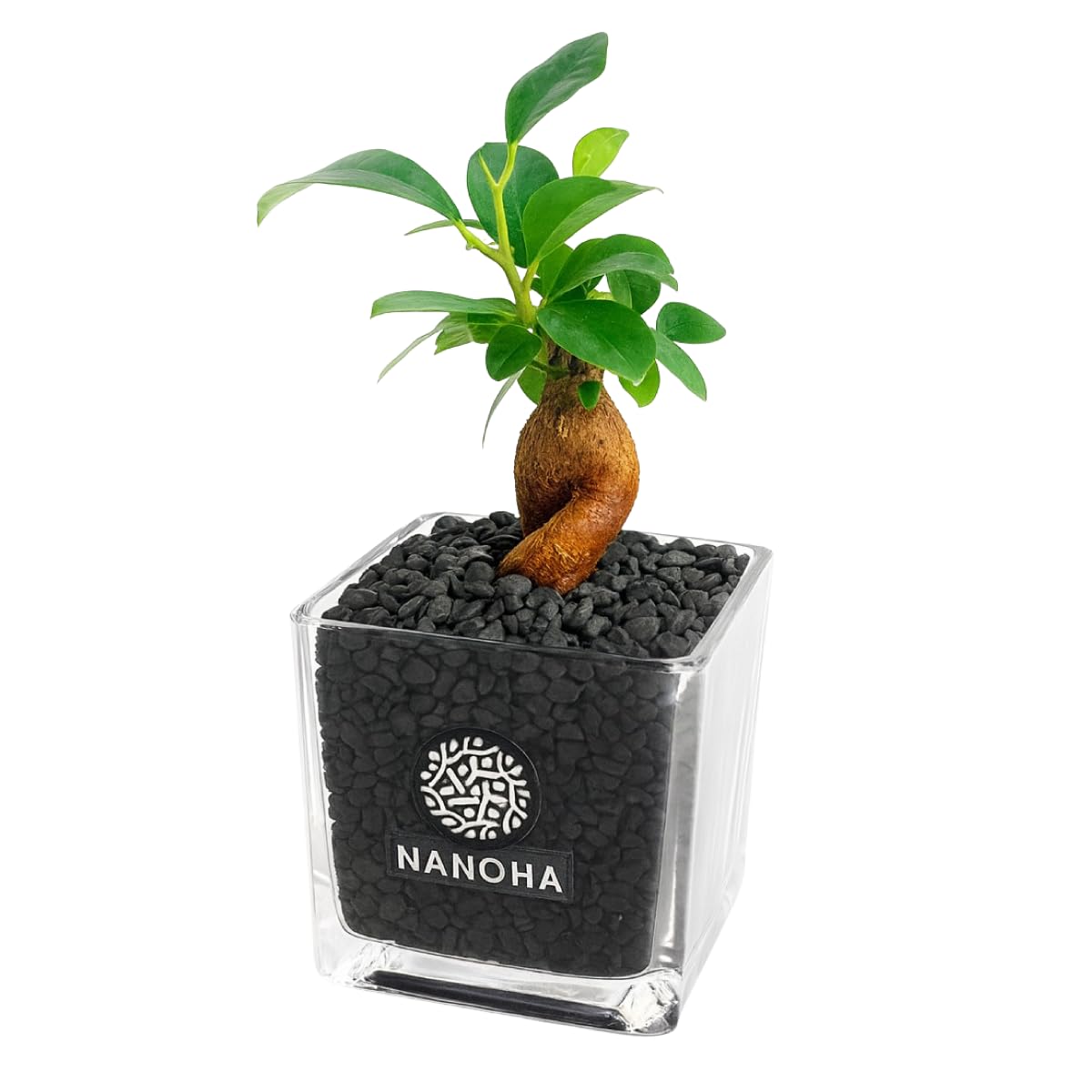 Amazon.co.jp: ガジュマル 黒砂利 土をつかっておらず衛生的 観葉植物