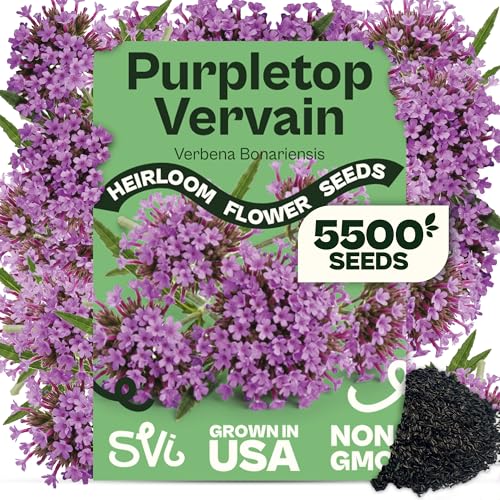 SVI 5500 Purpletop Vervain Seeds (Verbena Bonariensis) - Tall Verbena Purple Blooms Pollinator Magnet Perrenial Seed in Seed Packets - Flower Seeds for Home Garden Borders Outdoor Flower Beds