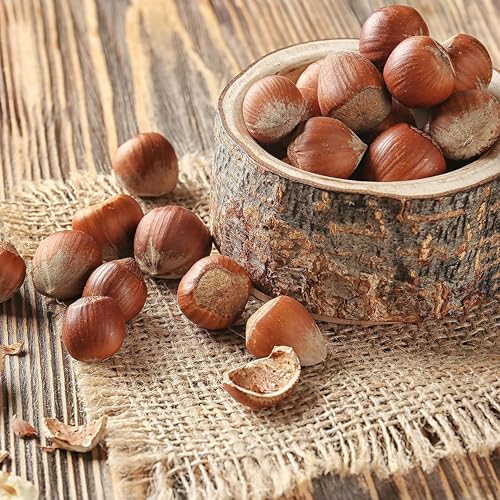 Image of Anna and Sarah Large Oregon Hazelnuts in Shell in Box, 5 Lbs