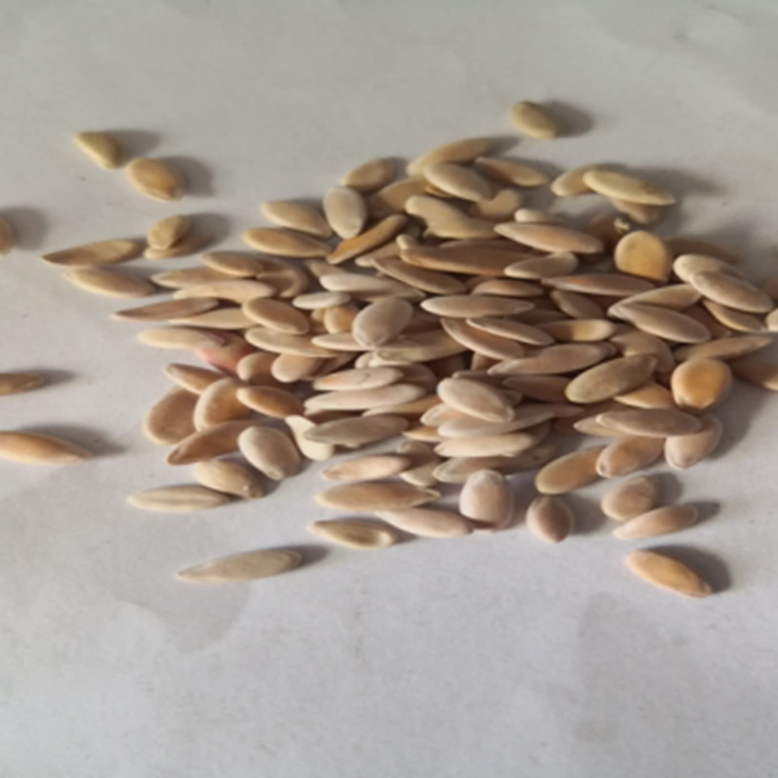 Ginseng Semillas Semillas De Melón Pepino - 30 Unidades, No Transgénicas Semillas De Pera Melon