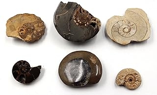 Ammonite, Nautilus & Goniatite Fossil Lot (6 Pieces) 17066