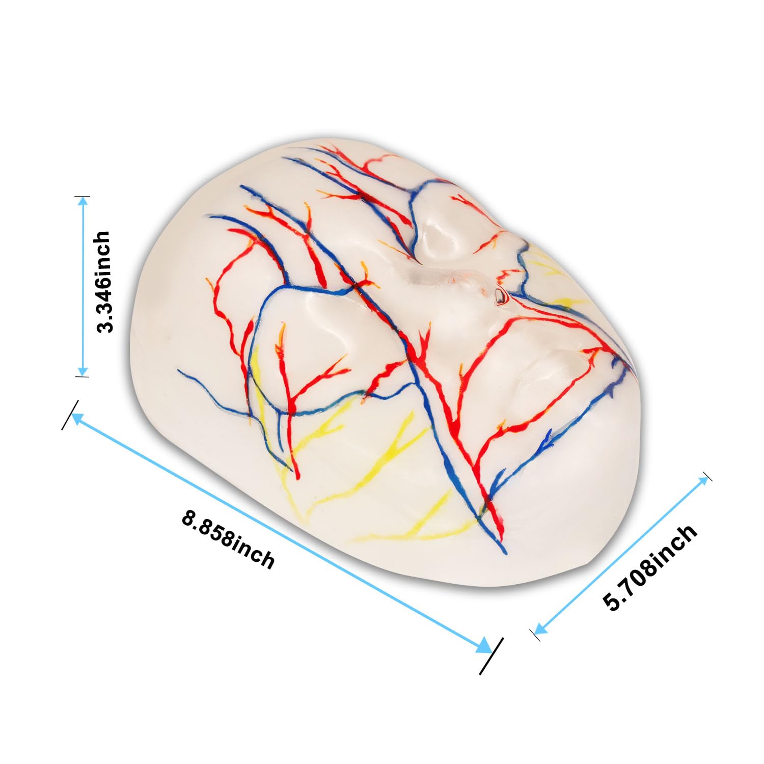 Injectable Facial Model - Reusable Cosmetic Injection Training Model with Marked Blood Vessels & Nerves, Ideal for Facial Cosmetic Training.