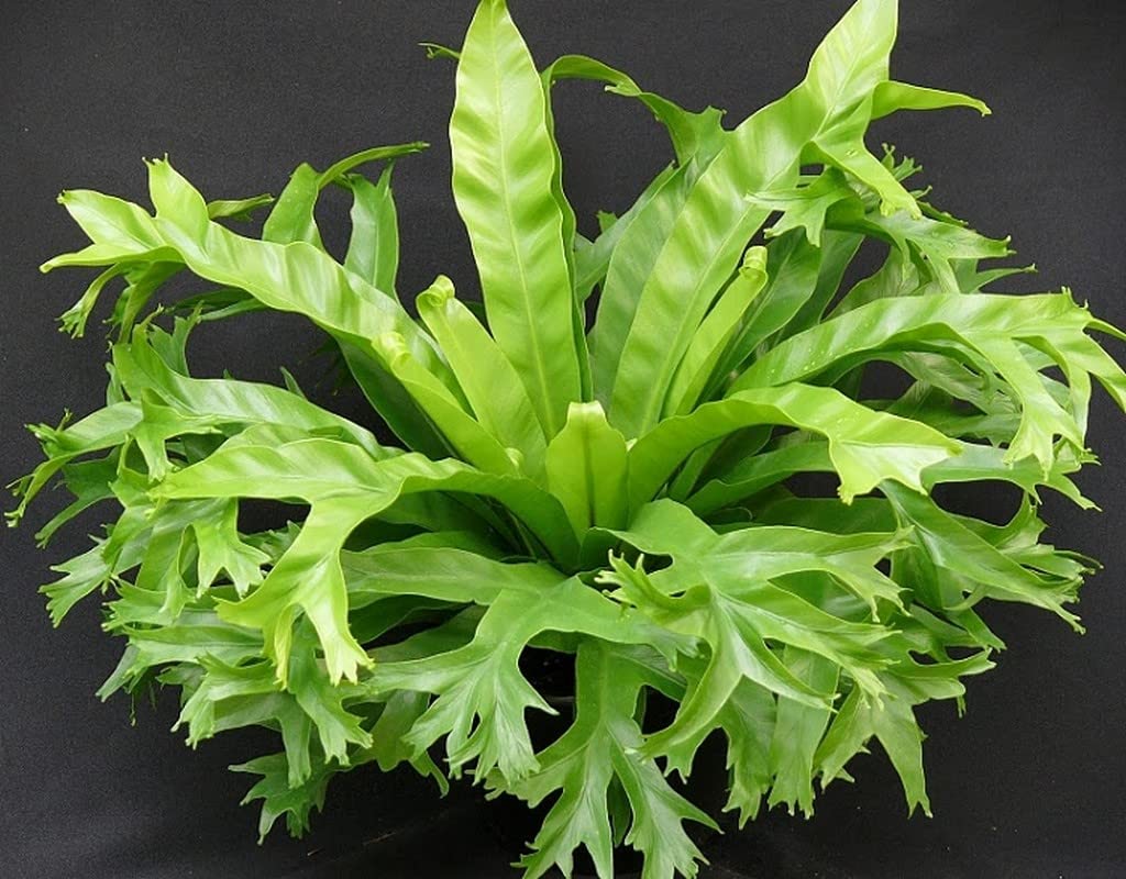 OhhSome Indoor Plant Oxygen BirdS Nest Fern Crissie Bluish Grey-Green For Desk (Healthy Live Plant) (B09L8FPKMZ) Amazon Price History, Amazon Price Tracker
