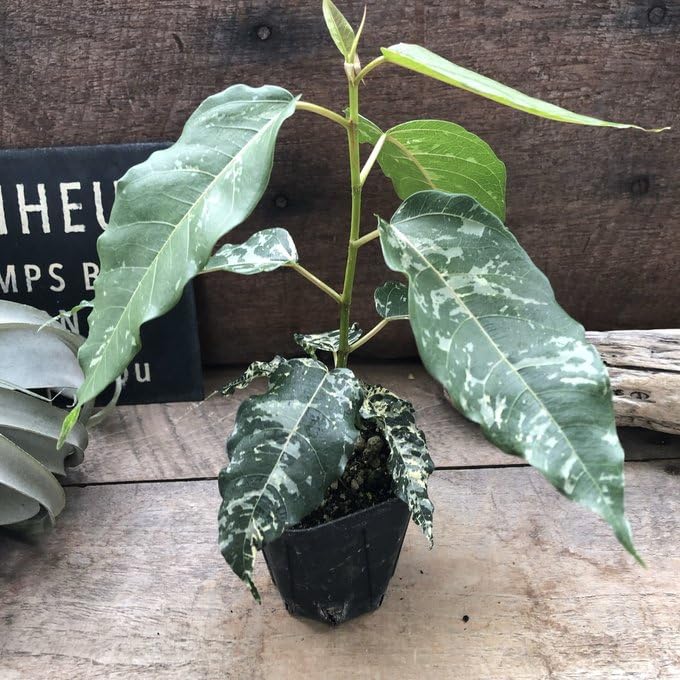 Amazon｜フィカス アスペラ パセーリー 観葉植物｜観葉植物 オンライン通販