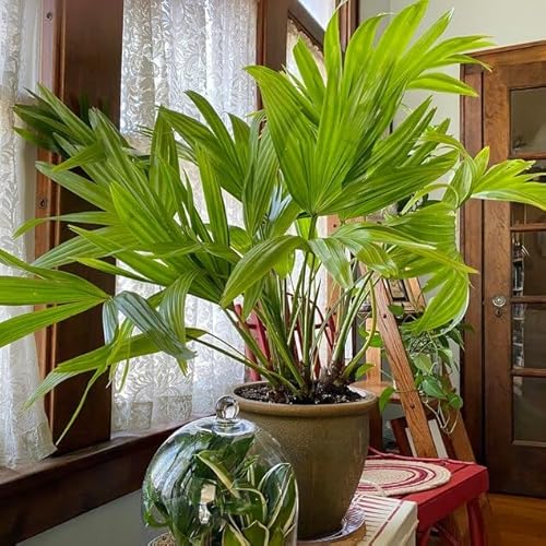 Chinese Fan Palm Tree, Livistona chinensis - Tropical Indoor/Outdoor Live Tree, Exotic Houseplant with Large Fan-Like Leaves, Low Maintenance Garden and Patio Accent (5gal Pot; 4-5ft)