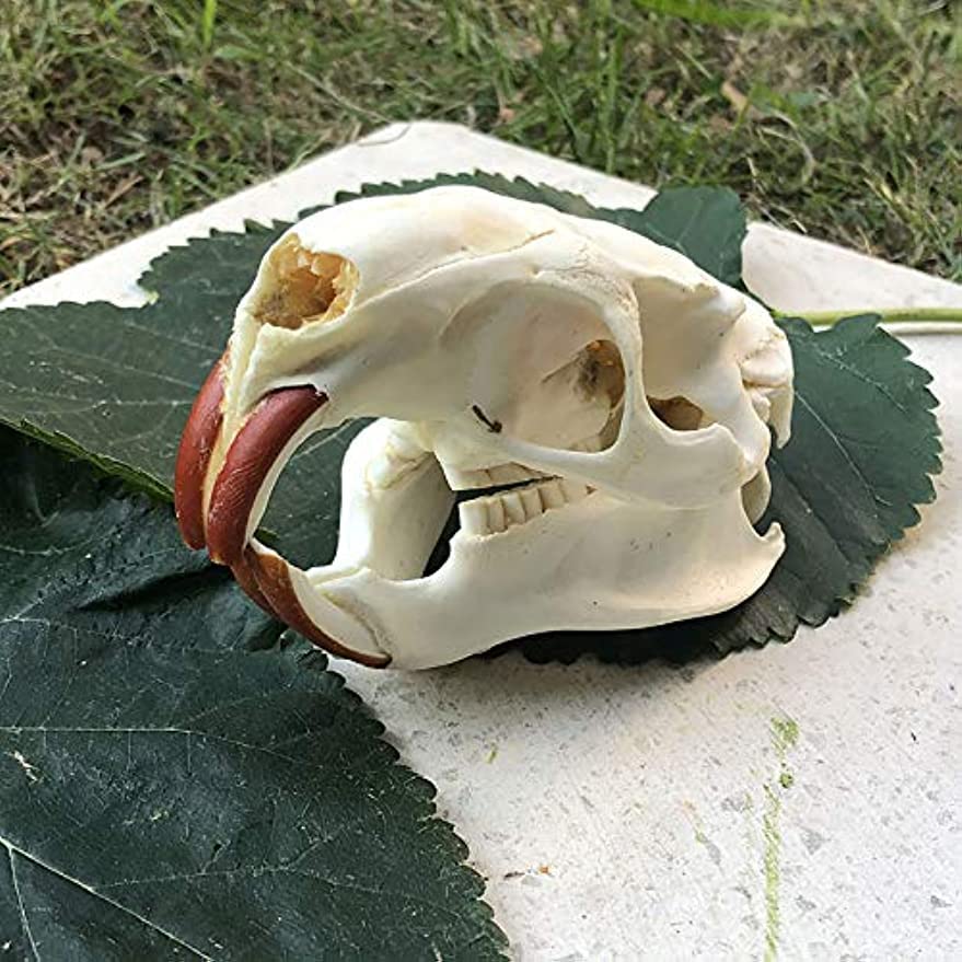 Amazon.co.jp: ビーバーの頭蓋骨標本-実物の動物の骨1：1等身大の専門