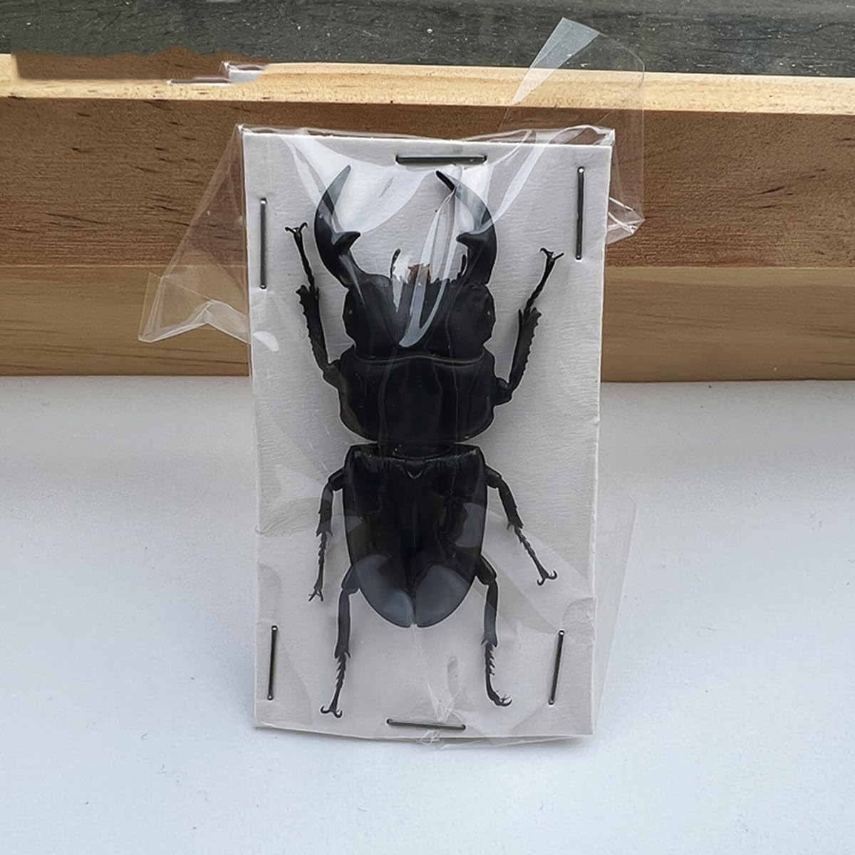 Echte Hirschkäfer-Exemplare Natürliche Insektensammlung für Kinder Verschiedene in Harz konservierte Wissenschaftsklassenzimmer-Exemplare