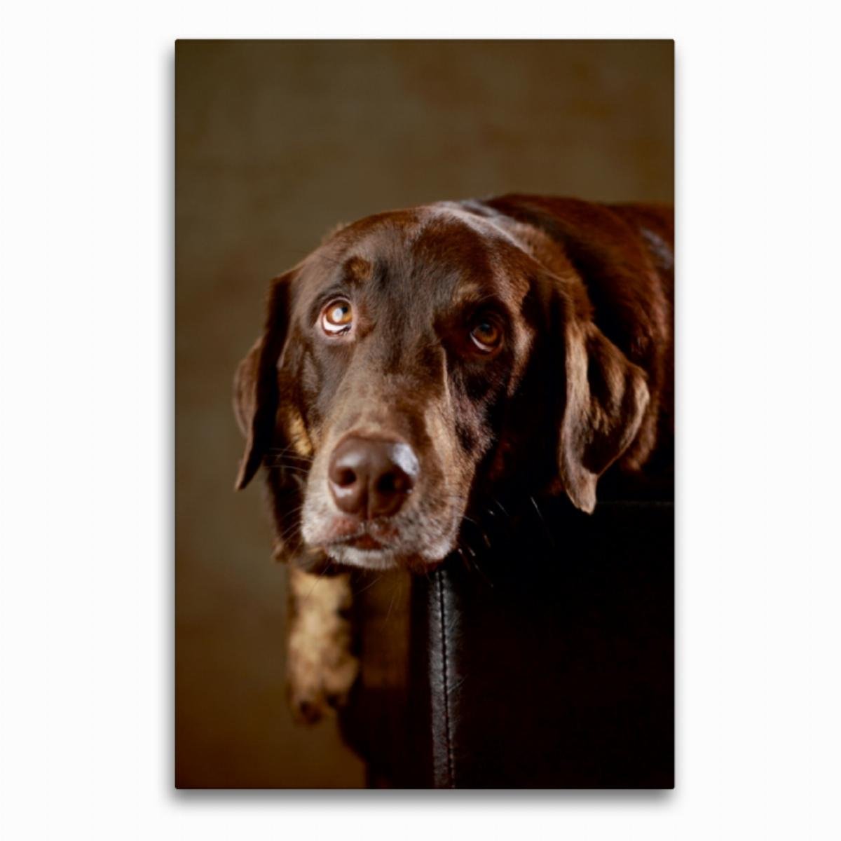 CALVENDO Simba - Labrador x Rottweiler-Mix, 4 Jahre