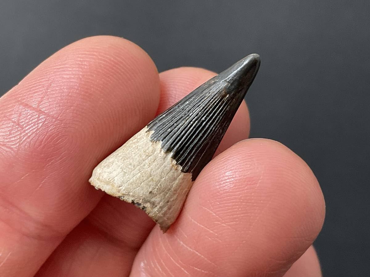 化石　D-3 Amazon.co.jp: 恐竜歯化石ポリプチコドン[Z513]恐竜の歯恐竜の