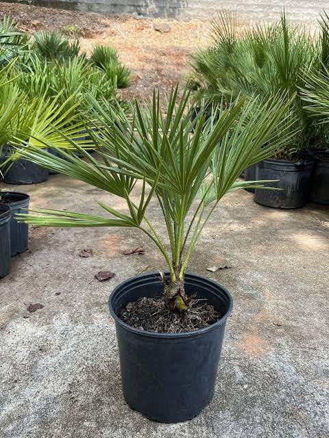 See full amazon price history chart for S. D ENTERPRISE Organic Saw Palmetto Palm Live Plant S. D ENTERPRISE Organic Saw Palmetto Palm Live Plant (B0CN33RJL2) Amazon Price History, Amazon Price Tracker