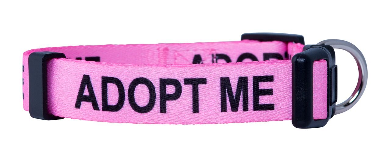 Native Pup Adopt Me Dog Collar Small Pink Pet Accessories