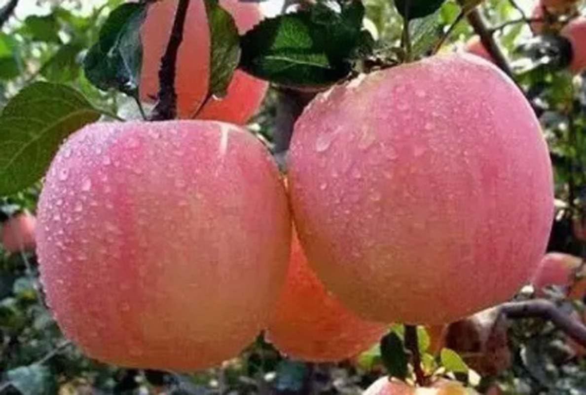 Oxiflora"Ambri Apple/Kashmiri Apple Fruit plant"Grafted hybrid - 1 Healthy Live Super Yielding Early Fruting Plant in Nursery Grow Bag for Home Garden (B0C7P6KK34) Amazon Price History, Amazon Price Tracker