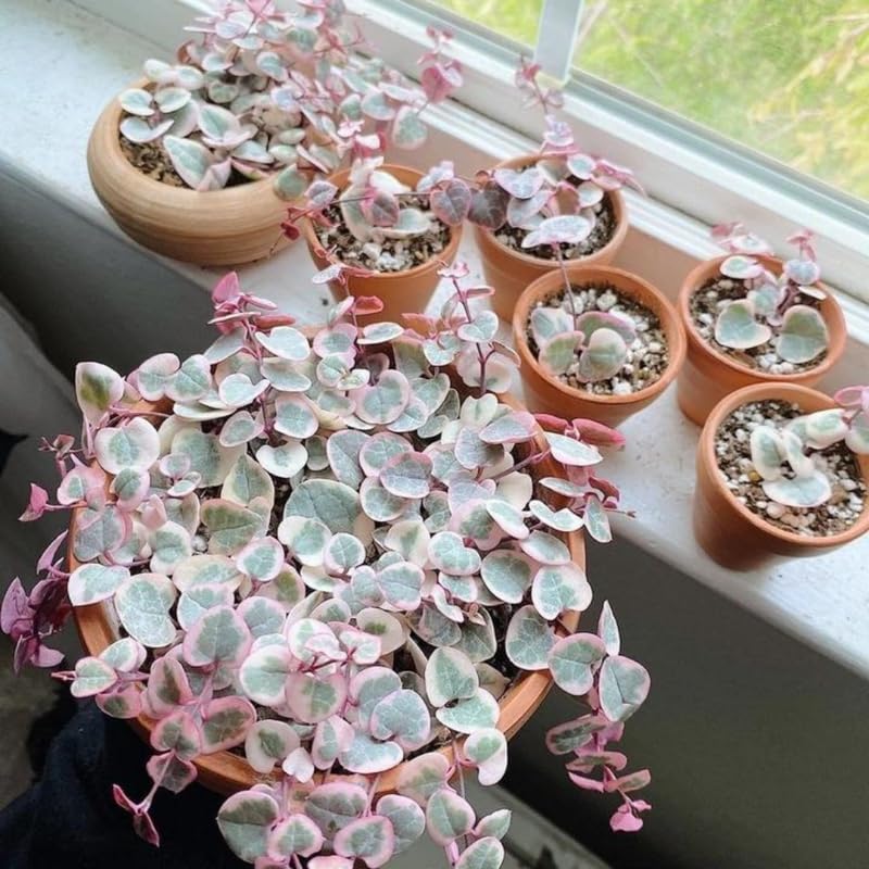 Amazon.com : Variegated String of Hearts Plant, Rare Houseplant