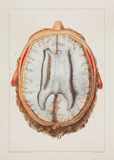 Anatomy BRAIN INSIDE VIEW print SRA3 12x18 conqueror laid paper