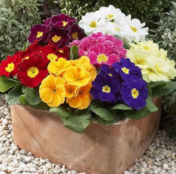 Seeds Primrose Mix Primula Perennial Flowers