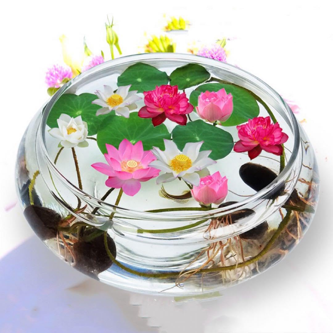 ミニハスの種　40粒入り×8袋 Amazon.co.jp: ミニハスの種 茶碗蓮 ハスの種 屋内外植付け可能 お得な
